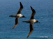 Light-mantled  Albatross