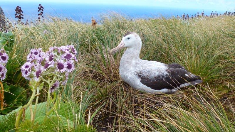 Colouring in Antipodean Albatross, Diane Andersen