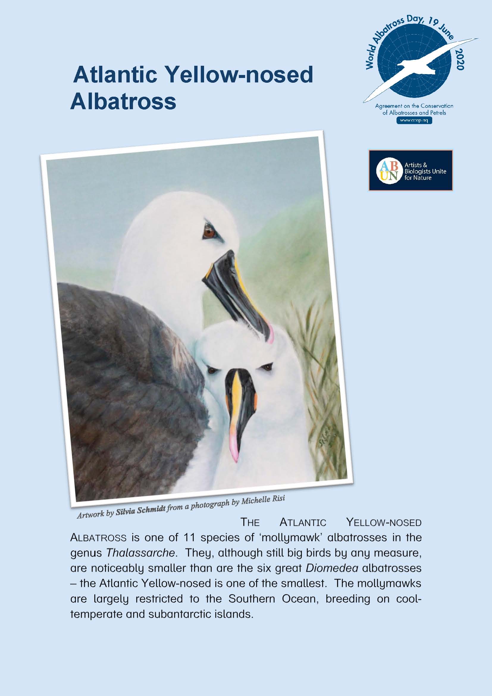 Albatros de pico fino del Atlántico