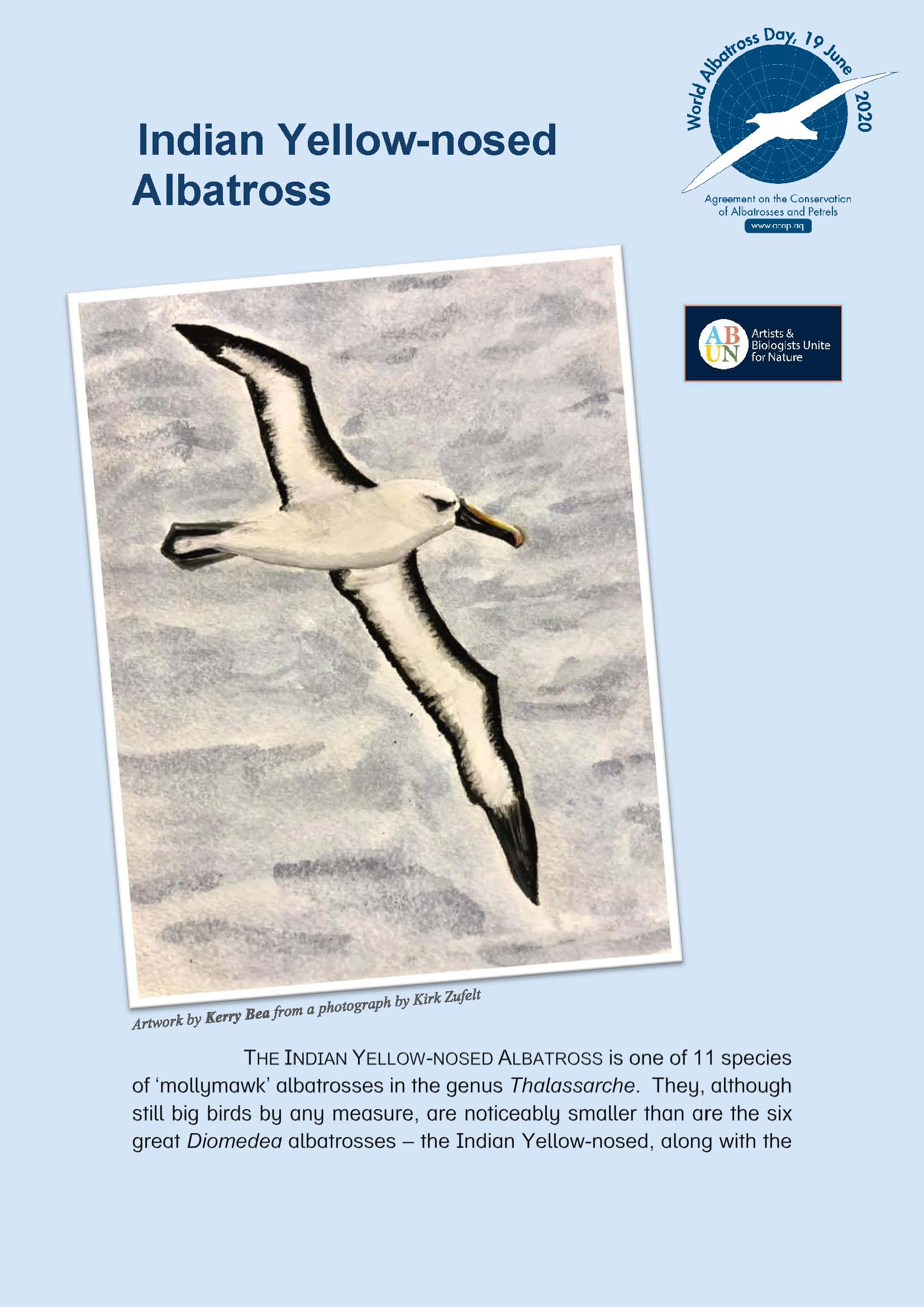 Albatros de l’Océan Indien