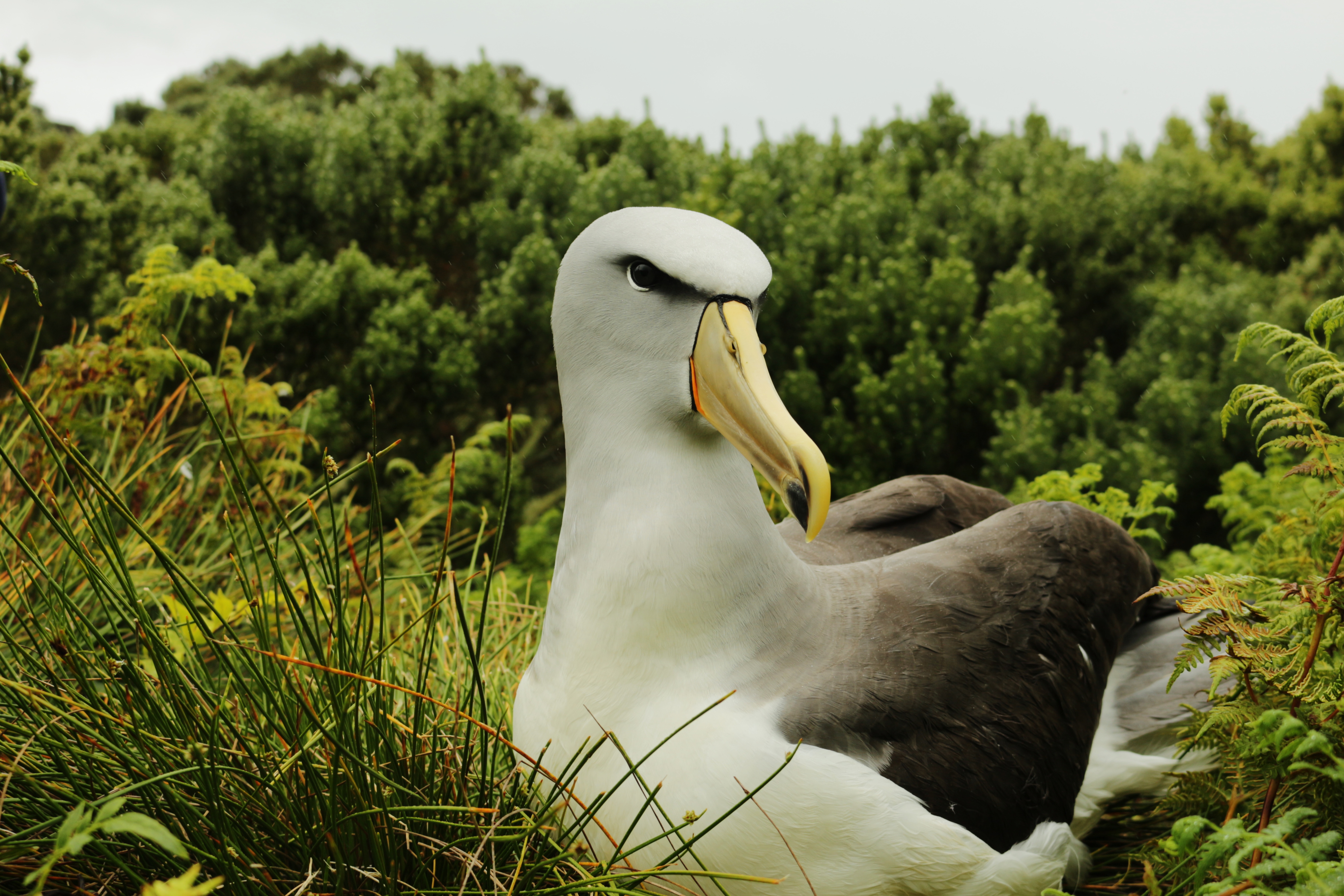 Colouring in Salvin's Albatross, Diana Andersen