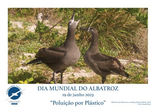 Black-footed Albatrosses courtship display by Eric VanderWerf - Portuguese
