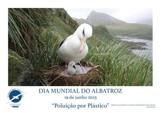 A Black-browed Albatross and chick by Erin Taylor - Portuguese