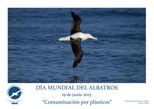 Northern Royal Albatross in flight by Oscar Thomas - Spanish