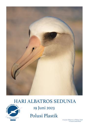 A Laysan Albatross on Midway Atoll by Caren Loebel-Fried - Indonesian