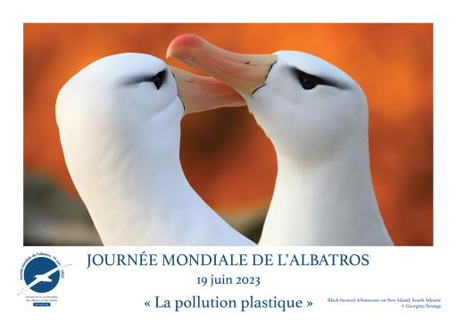 Black-browed Albatrosses by Georgina Strange - French