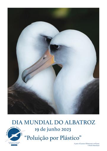 A pair of Laysan Albatrosses on Kauai by Hob Osterlund - Portuguese