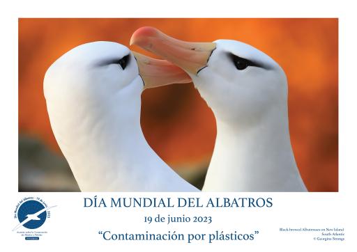 Black-browed Albatrosses by Georgina Strange - Spanish