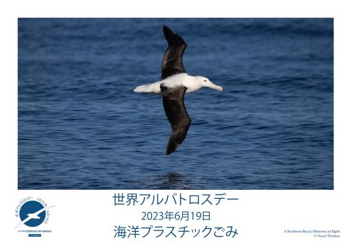 Northern Royal Albatross in flight by Oscar Thomas - Japanese