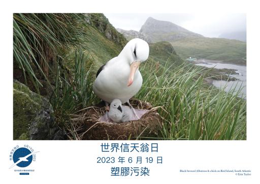 A Black-browed Albatross and chick by Erin Taylor - Traditional Chinese