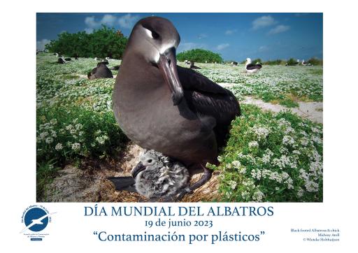 A Black-footed Albatross & chick by Wieteke Holthuijzen - Spanish