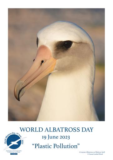 A Laysan Albatross on Midway Atoll by Caren Loebel-Fried - English