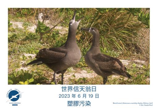 Black-footed Albatrosses courtship display by Eric VanderWerf - Traditional Chinese
