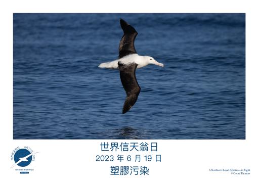 Northern Royal Albatross in flight by Oscar Thomas - Traditional Chinese