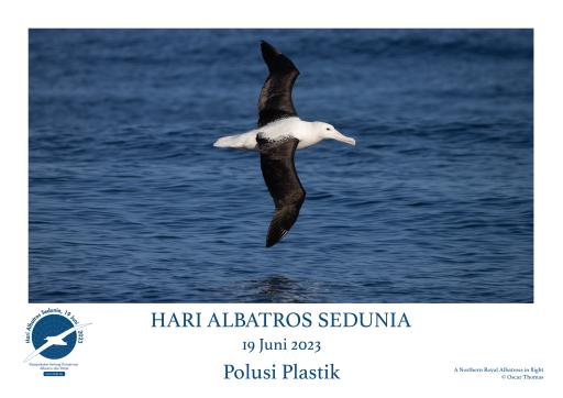 Northern Royal Albatross in flight by Oscar Thomas - Indonesian