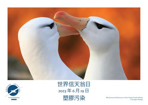 Black-browed Albatrosses by Georgina Strange - Traditional Chinese