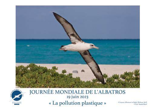A Laysan Albatross in flight by Eric VanderWerf - French