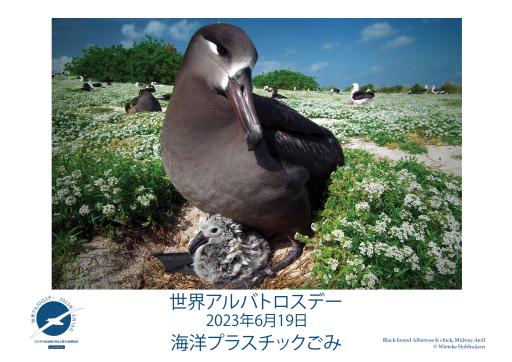 A Black-footed Albatross & chick by Wieteke Holthuijzen - Japanese