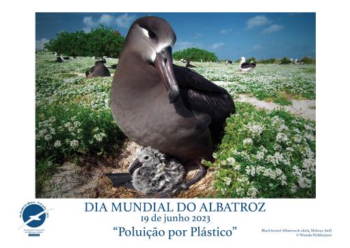 A Black-footed Albatross & chick by Wieteke Holthuijzen - Portuguese