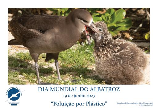 A Black-footed Albatross feeding its chick by Eric VanderWerf - Portuguese