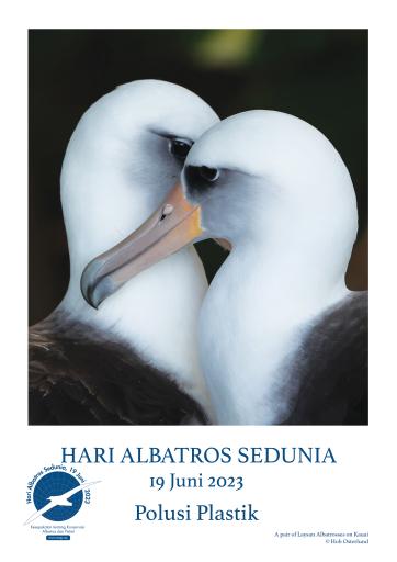 A Pair of Laysan Albatrosses on Kauai by Hob Osterlund -  - Indonesian