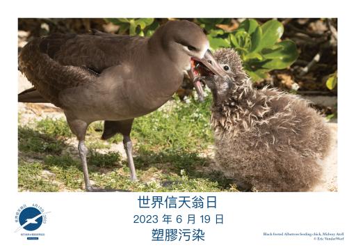 A Black-footed Albatross feeding its chick by Eric VanderWerf - Traditional Chinese