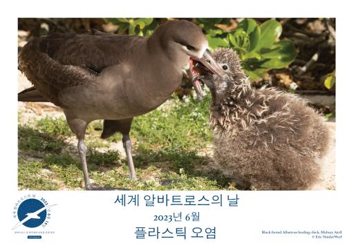 A Black-footed Albatross feeding its chick by Eric VanderWerf - Korean