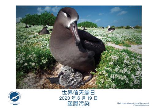 A Black-footed Albatross & chick by Wieteke Holthuijzen - Traditional Chinese