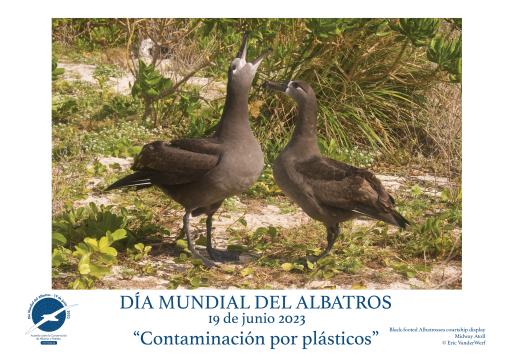 Black-footed Albatrosses courtship display by Eric VanderWerf - Spanish