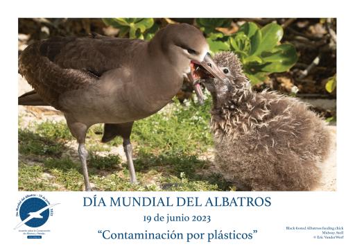 A Black-footed Albatross feeding its chick by Eric VanderWerf - Spanish