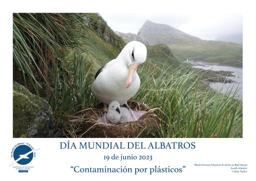 A Black-browed Albatross and chick by Erin Taylor - Spanish