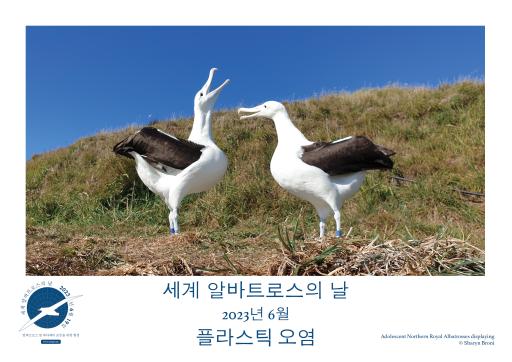 Northern Royal Albatrosses displaying by Sharyn Broni - Korean