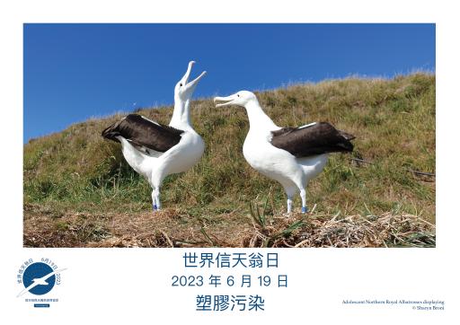 Northern Royal Albatrosses displaying by Sharyn Broni - Traditional Chinese