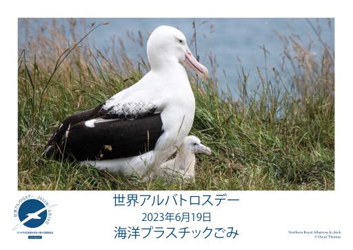Northern Royal Albatross and chick by Oscar Thomas - Japanese