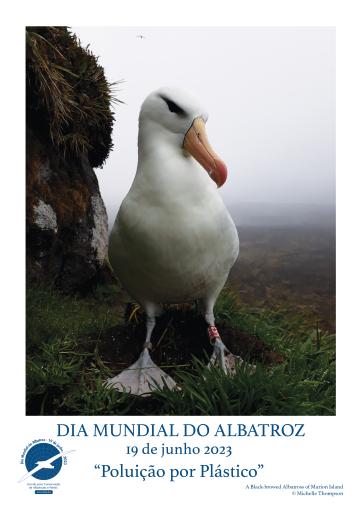 A Black-browed Albatross by Michelle Thompson - Portuguese