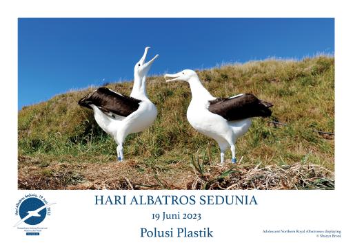 Northern Royal Albatrosses displaying by Sharyn Broni - Indonesian