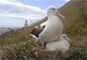 Albatros real del norte
