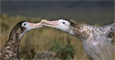Albatros de las Antipodas