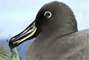 Albatros fuligineux à dos sombre