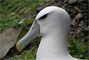 Albatros capsulado blanca